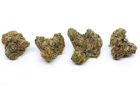 LATO POP (LATO-POP*) (INDICA HYBRID)